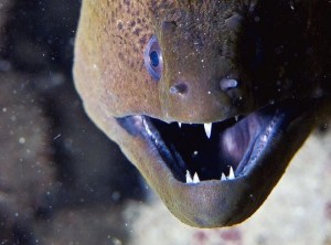 eels (19) 